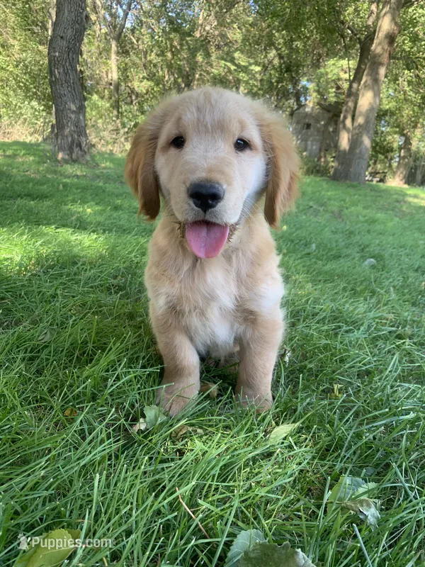 Dwight  – Golden Retriever puppy for sale in Comfrey, MN