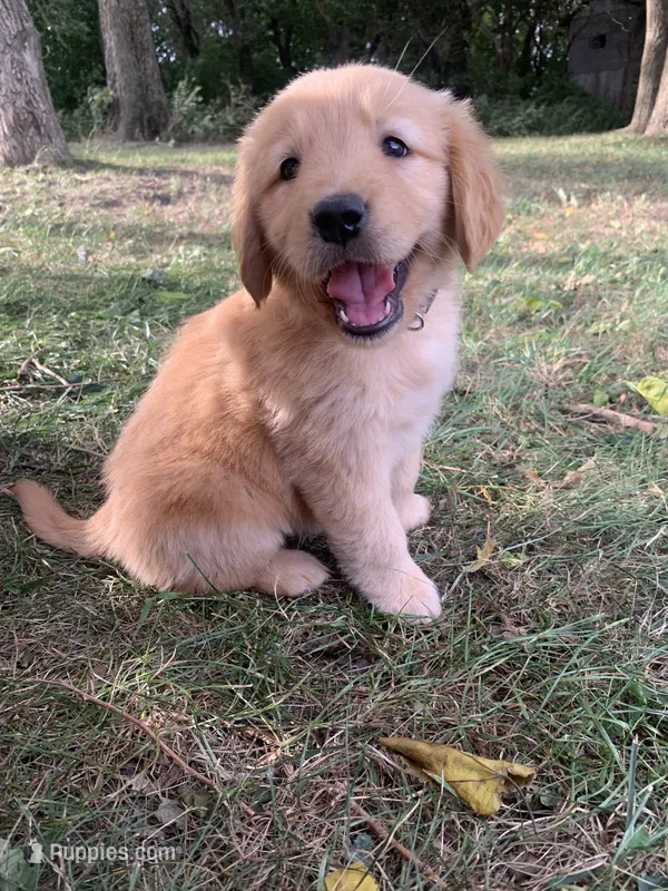 Dixie  – Golden Retriever puppy on hold in Comfrey, MN