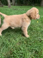 Dolly, a female Golden Retriever for sale in Comfrey, MN – 2 of 5