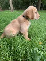 Dwight , a male Golden Retriever for sale in Comfrey, MN – 2 of 5