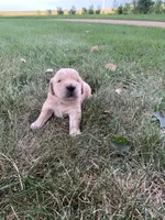 Diana , a female Golden Retriever for sale in Comfrey, MN – 2 of 6