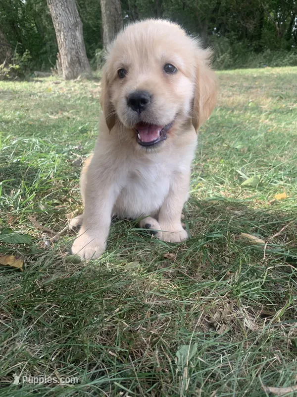 Diana  – Golden Retriever puppy for sale in Comfrey, MN