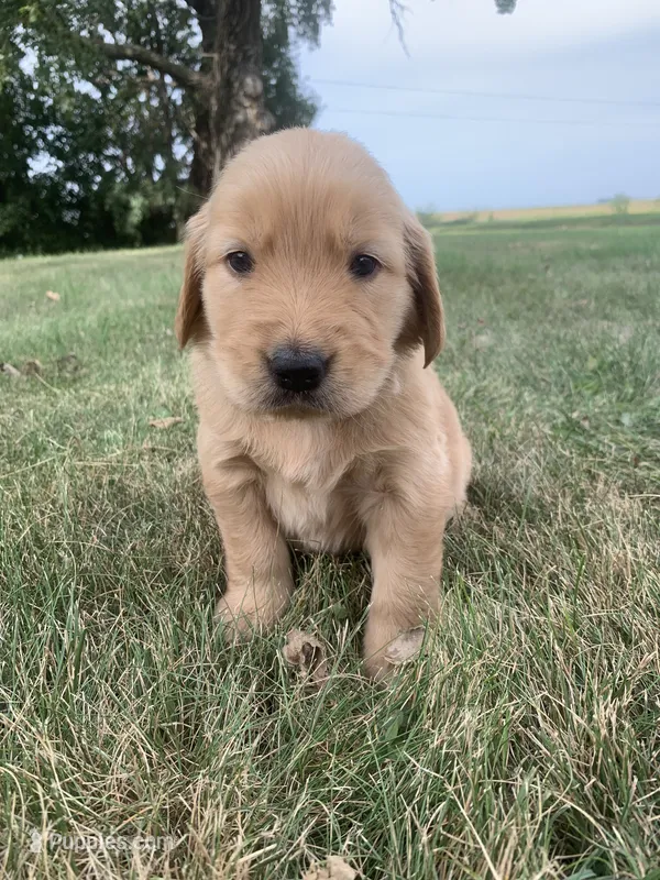 Dolly – Golden Retriever puppy for sale in Comfrey, MN