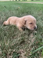 Dwight , a male Golden Retriever for sale in Comfrey, MN – 3 of 4