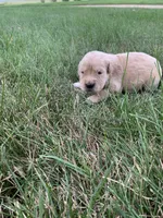 Dehlia, a female Golden Retriever for sale in Comfrey, MN – 3 of 5