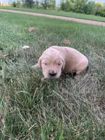 Dixie , a female Golden Retriever for sale in Comfrey, MN – 5 of 7