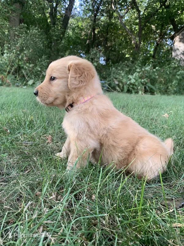 Dixie  – Golden Retriever puppy for sale in Comfrey, MN