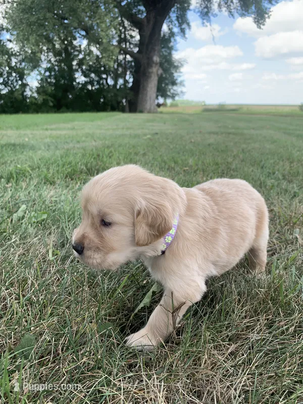 Diana  – Golden Retriever puppy for sale in Comfrey, MN