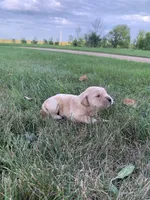 Dixie , a female Golden Retriever for sale in Comfrey, MN – 6 of 7