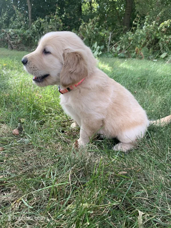 Dehlia – Golden Retriever puppy for sale in Comfrey, MN