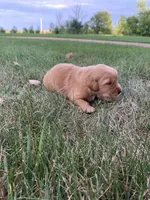 Dolly, a female Golden Retriever for sale in Comfrey, MN – 4 of 6
