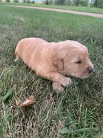 Dora, a female Golden Retriever for sale in Comfrey, MN – 2 of 5