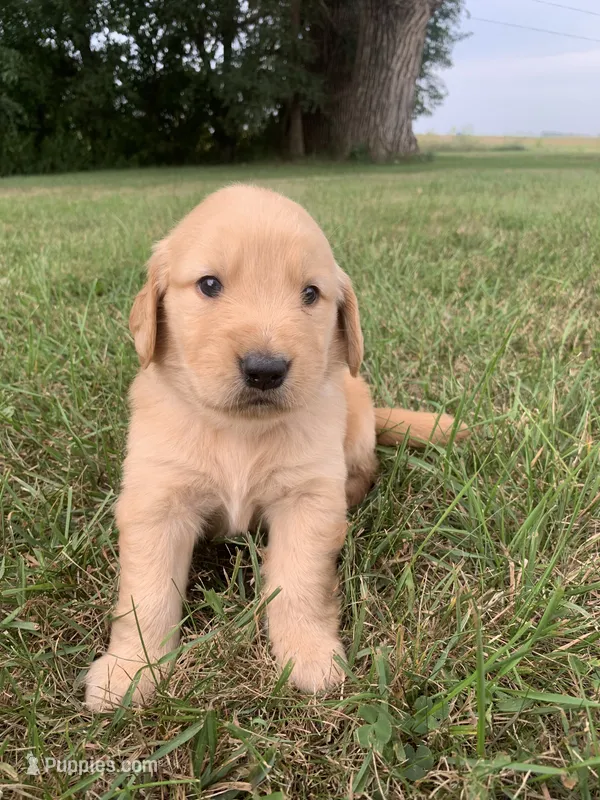 Dixie  – Golden Retriever puppy for sale in Comfrey, MN