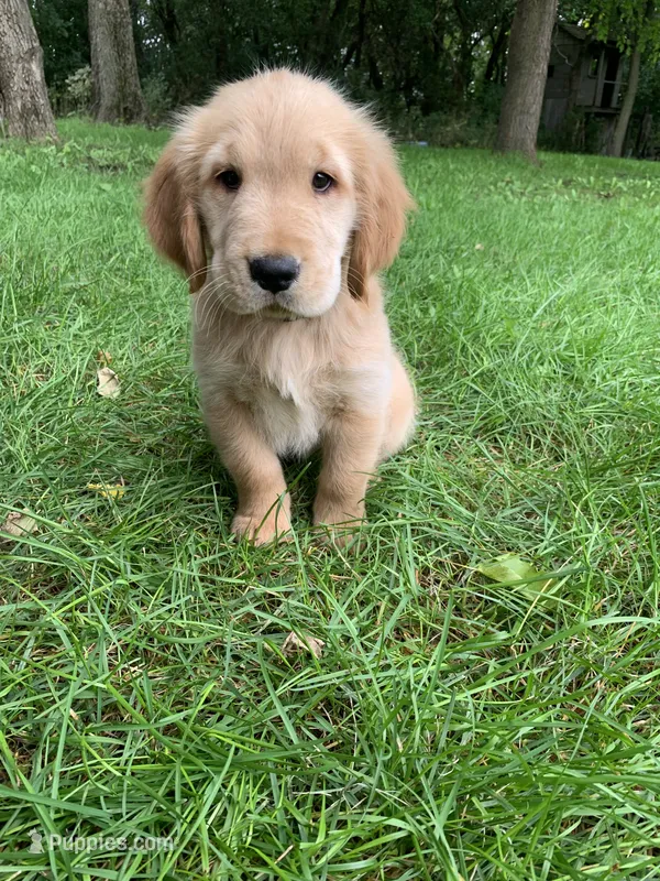 Dwight  – Golden Retriever puppy for sale in Comfrey, MN