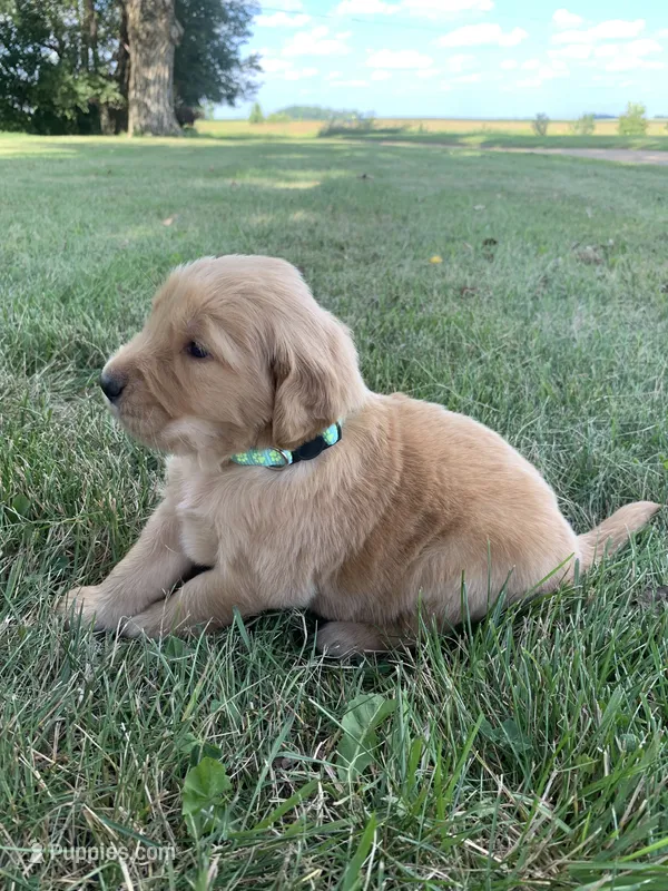 Dolly – Golden Retriever puppy for sale in Comfrey, MN