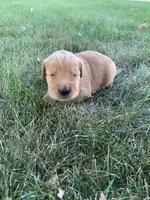 Dixie , a female Golden Retriever for sale in Comfrey, MN – 4 of 7