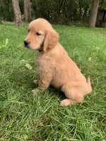 Dolly, a female Golden Retriever for sale in Comfrey, MN – 5 of 5