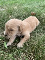 Dwight , a male Golden Retriever for sale in Comfrey, MN – 2 of 4