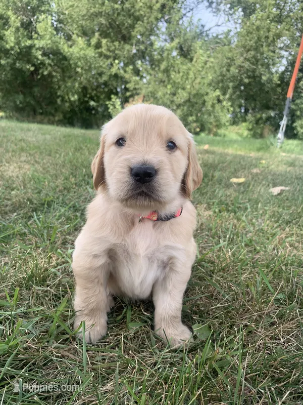 Dehlia – Golden Retriever puppy for sale in Comfrey, MN