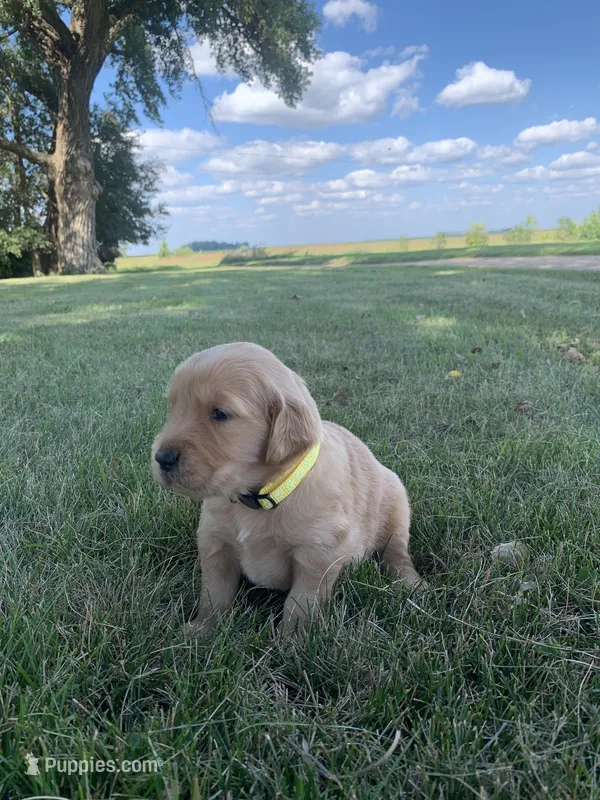 Daisy – Golden Retriever puppy for sale in Comfrey, MN
