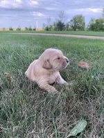 Diana , a female Golden Retriever for sale in Comfrey, MN – 3 of 6