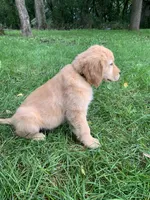Dolly, a female Golden Retriever for sale in Comfrey, MN – 3 of 5