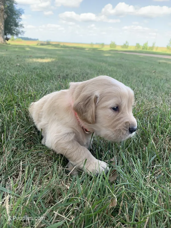Dehlia – Golden Retriever puppy for sale in Comfrey, MN