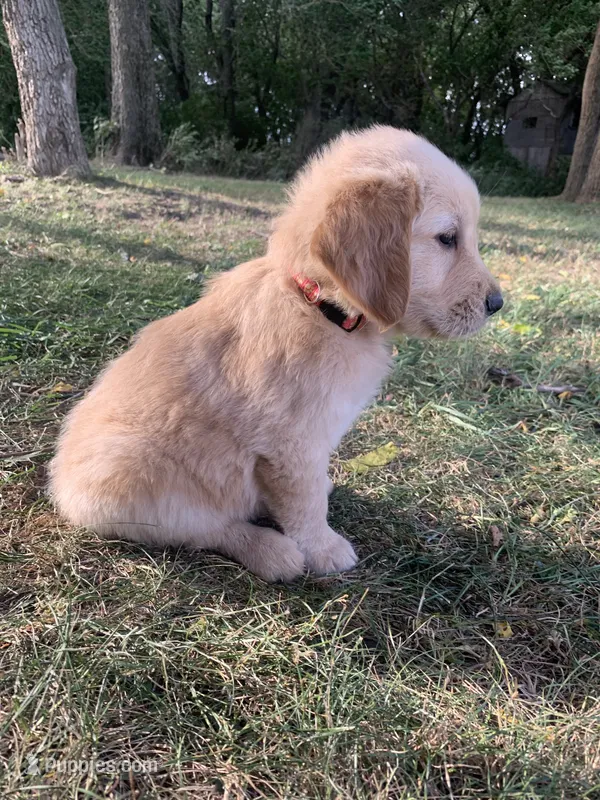 Dehlia – Golden Retriever puppy for sale in Comfrey, MN