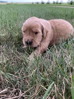 Daisy, a female Golden Retriever for sale in Comfrey, MN – 2 of 5