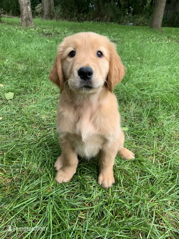 Daisy – Golden Retriever puppy for sale in Comfrey, MN