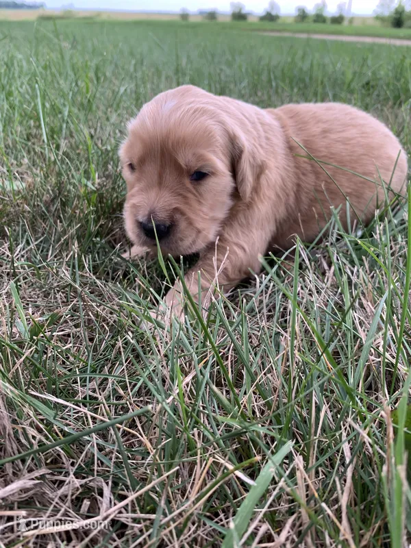 Daisy – Golden Retriever puppy for sale in Comfrey, MN