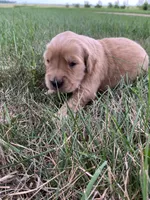 Daisy, a female Golden Retriever for sale in Comfrey, MN – 1 of 5