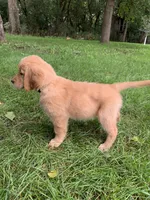 Dolly, a female Golden Retriever for sale in Comfrey, MN – 4 of 5
