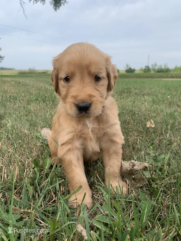 Dora – Golden Retriever puppy for sale in Comfrey, MN
