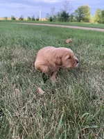 Dolly, a female Golden Retriever for sale in Comfrey, MN – 3 of 6