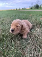 Dolly, a female Golden Retriever for sale in Comfrey, MN – 2 of 6