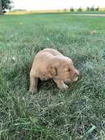 Dixie , a female Golden Retriever for sale in Comfrey, MN – 3 of 7