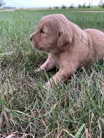 Daisy, a female Golden Retriever for sale in Comfrey, MN – 4 of 5
