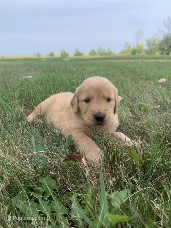 Daisy – Golden Retriever puppy for sale in Comfrey, MN