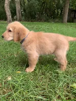 Dwight , a male Golden Retriever for sale in Comfrey, MN – 5 of 5