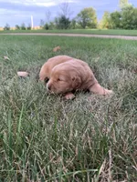 Dolly, a female Golden Retriever for sale in Comfrey, MN – 6 of 6