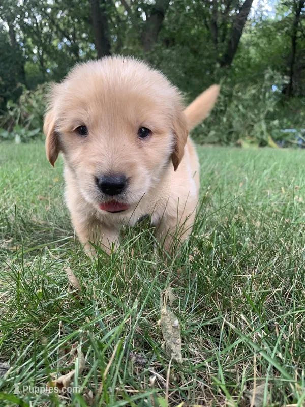 Dwight  – Golden Retriever puppy for sale in Comfrey, MN