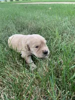 Dehlia, a female Golden Retriever for sale in Comfrey, MN – 2 of 5
