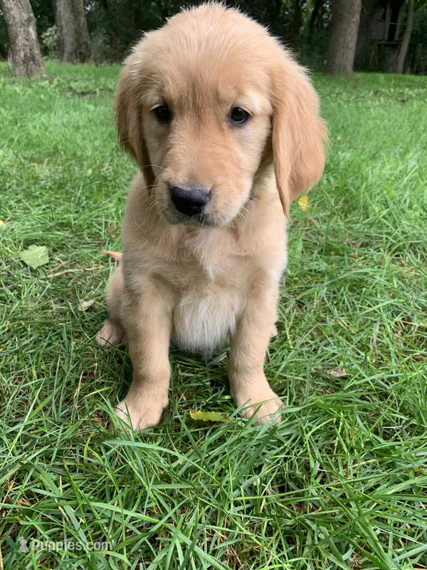 Dolly – Golden Retriever puppy for sale in Comfrey, MN