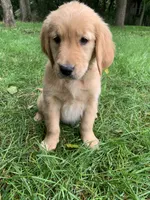 Dolly, a female Golden Retriever for sale in Comfrey, MN – 1 of 5