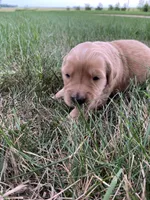 Daisy, a female Golden Retriever for sale in Comfrey, MN – 3 of 5