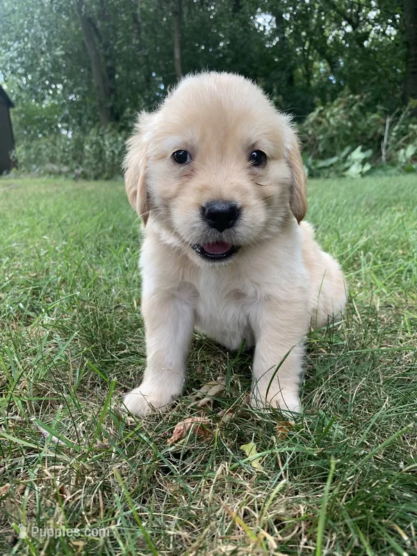 Diana  – Golden Retriever puppy for sale in Comfrey, MN