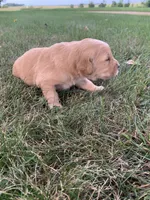 Dora, a female Golden Retriever for sale in Comfrey, MN – 5 of 5