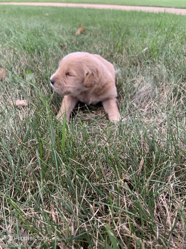 Dolly – Golden Retriever puppy for sale in Comfrey, MN