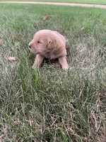 Dolly, a female Golden Retriever for sale in Comfrey, MN – 1 of 6